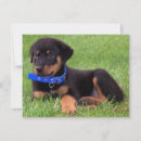 Pesquisar por filhotes de cachorro convites Cães