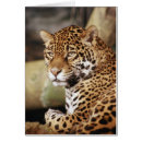 Pesquisar por jaguar cartoes postais Selvagem