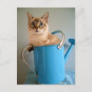 Pesquisar por ragdoll cartoes convites Azul
