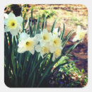 Pesquisar por daffodil adesivos Primavera