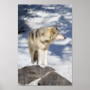 Pesquisar por lobo neve pôsteres Canino