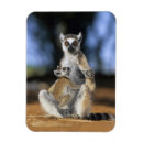 Pesquisar por juventude imas Animal