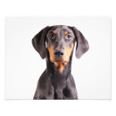 Pesquisar por do doberman Pinscher