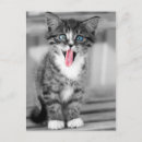 Pesquisar por olhos engraçados cartoes postais Gatinho