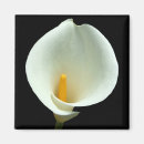 Pesquisar por isolado imas Branco