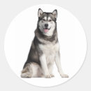 Pesquisar por ame o meu adesivos Cães