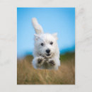 Pesquisar por west highland terrier cartoes postais Cachorro