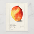 Pesquisar por manga cartoes postais Fruta