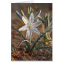 Pesquisar por wildflower do deserto cartoes postais Arid