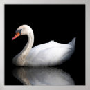 Pesquisar por cisne pósteres pôsteres Branco