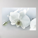 Pesquisar por orquídea exótica pôsteres Elegante