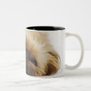 Pesquisar por cão pekingese Horizontal