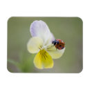 Pesquisar por do amor perfeito imas Natureza