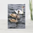 Pesquisar por ciganos cartoes Cisnes
