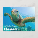Pesquisar por turtle cartoes Honu