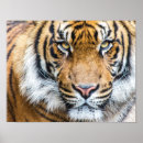 Pesquisar por gato listrado pôsteres Natureza