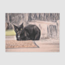 Pesquisar por desenho vintage papeis de seda Preto