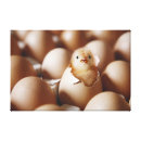 Pesquisar por galinha impressão de canvas ovo