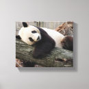 Pesquisar por o gigante impressão de canvas Fotos da panda