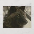 Pesquisar por preto lobo cartoes postais Natureza