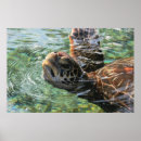 Pesquisar por honu fotografia Água