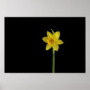 Pesquisar por daffodil pôsteres Bonito
