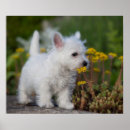 Pesquisar por west highland white terrier pósteres pôsteres Cão