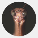 Pesquisar por louva a deus adesivos Animal