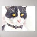 Pesquisar por tuxedo cat pôsteres Animal