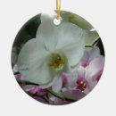 Pesquisar por orquídeas brancas ornamentos Flor