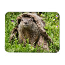 Pesquisar por tatu imas Marmota