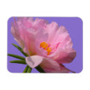 Pesquisar por pétalas cor de rosa imas Peônia