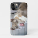 Pesquisar por de bull terrier iphone capas Canino