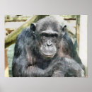 Pesquisar por chimpanzé pôsteres Animais selvagens