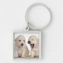 Pesquisar por golden retriever chaveiros Fotografia