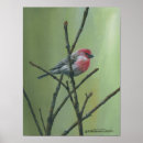 Pesquisar por finch pôsteres Natureza