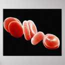 Pesquisar por system pósteres pôsteres Biology