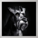 Pesquisar por schnauzer pósteres pôsteres Qualquer pessoa