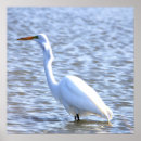 Pesquisar por grande egret branco pôsteres Vida selvagem
