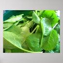 Pesquisar por alimentos pôsteres Vegetal