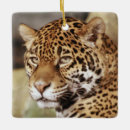 Pesquisar por jaguar ornamentos Gato grande
