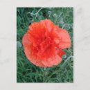 Pesquisar por red poppy cartoes postais Papoila
