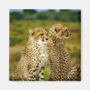 Pesquisar por áfrica imas Foto
