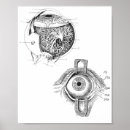 Pesquisar por anatomia pôsteres Ciência