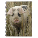 Pesquisar por porco rosa cadernos de notas Porcos