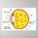 Pesquisar por human eye Anatomy
