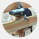 Pesquisar por cabras engraçadas adesivos Cabra engraçada