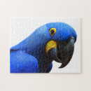 Pesquisar por papagaio fotografia Azul