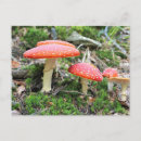 Pesquisar por da mosca cartoes postais Natureza