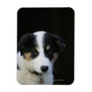 Pesquisar por cão de border collie imas Foto